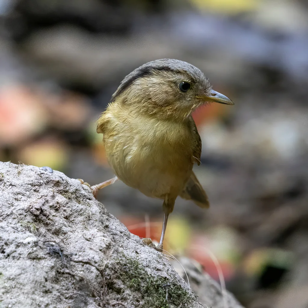 褐脸雀鹛(Alcippe poioicephala)