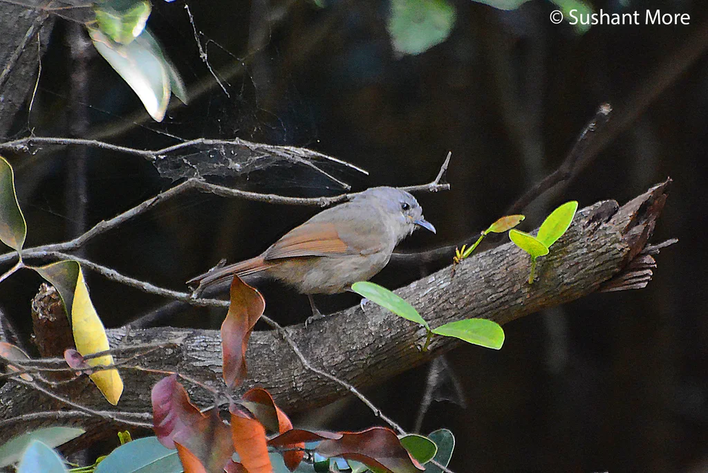 褐脸雀鹛(Alcippe poioicephala)