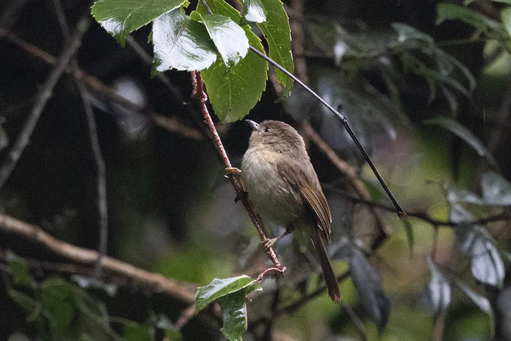 爪哇雀鹛（Alcippe pyrrhoptera）