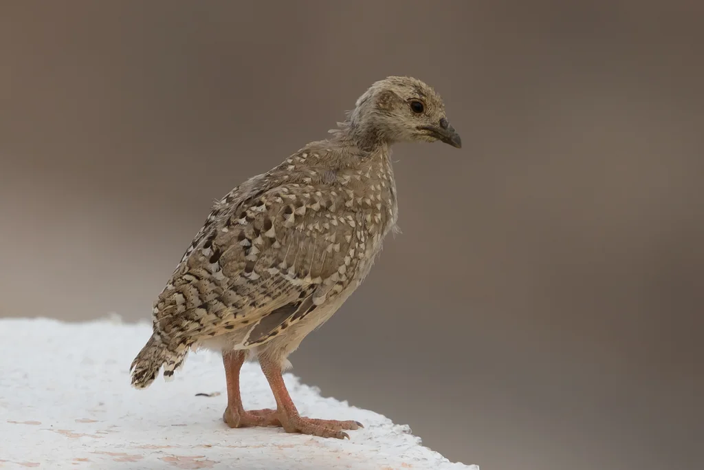 石鸡（Alectoris chukar）