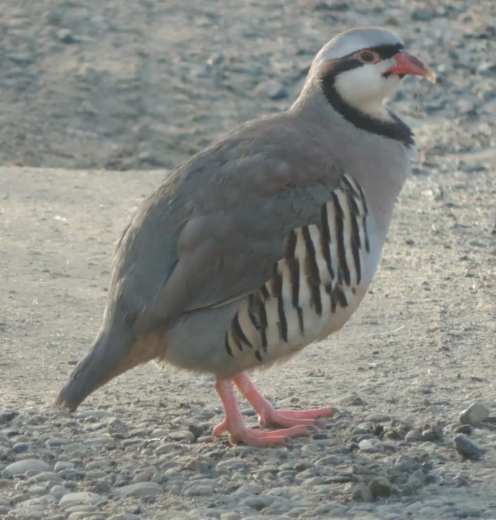 石鸡（Alectoris chukar）