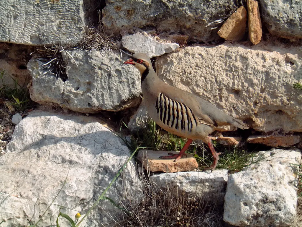 石鸡（Alectoris chukar）