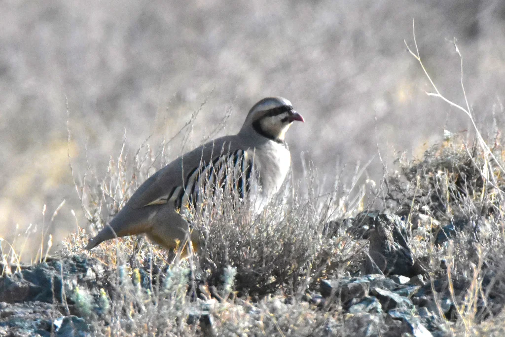 石鸡（Alectoris chukar）