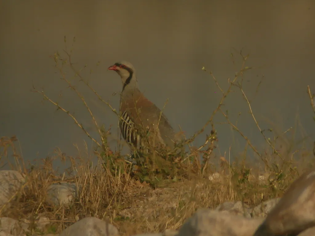 石鸡（Alectoris chukar）