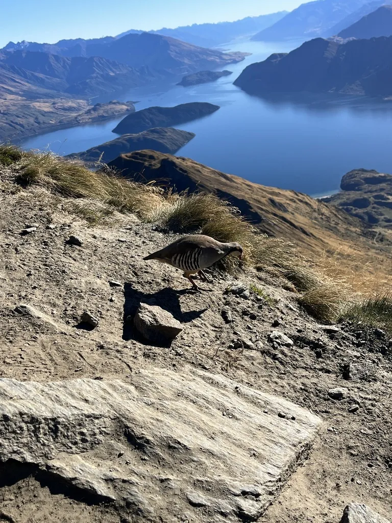 石鸡(Alectoris chukar)