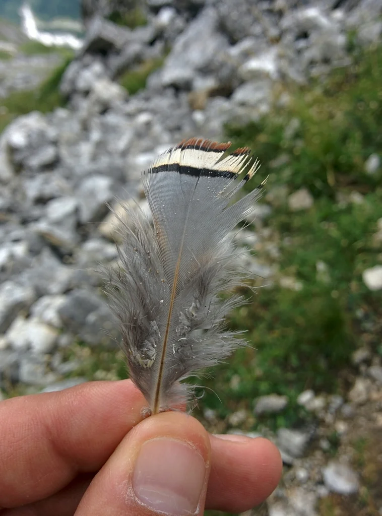 欧石鸡(Alectoris graeca)