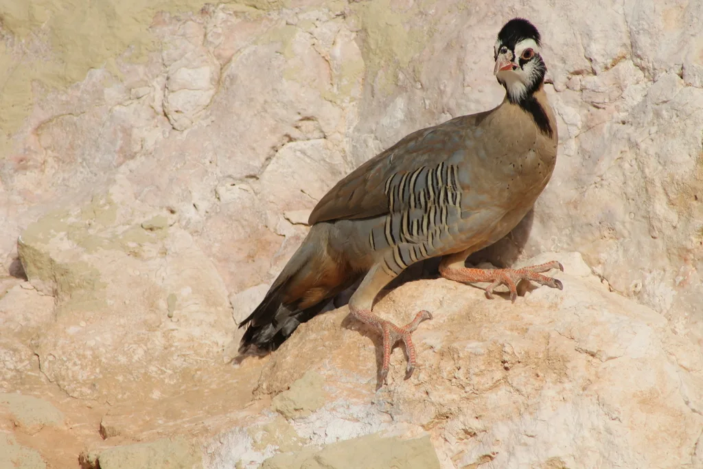 阿拉伯石鸡(Alectoris melanocephala)