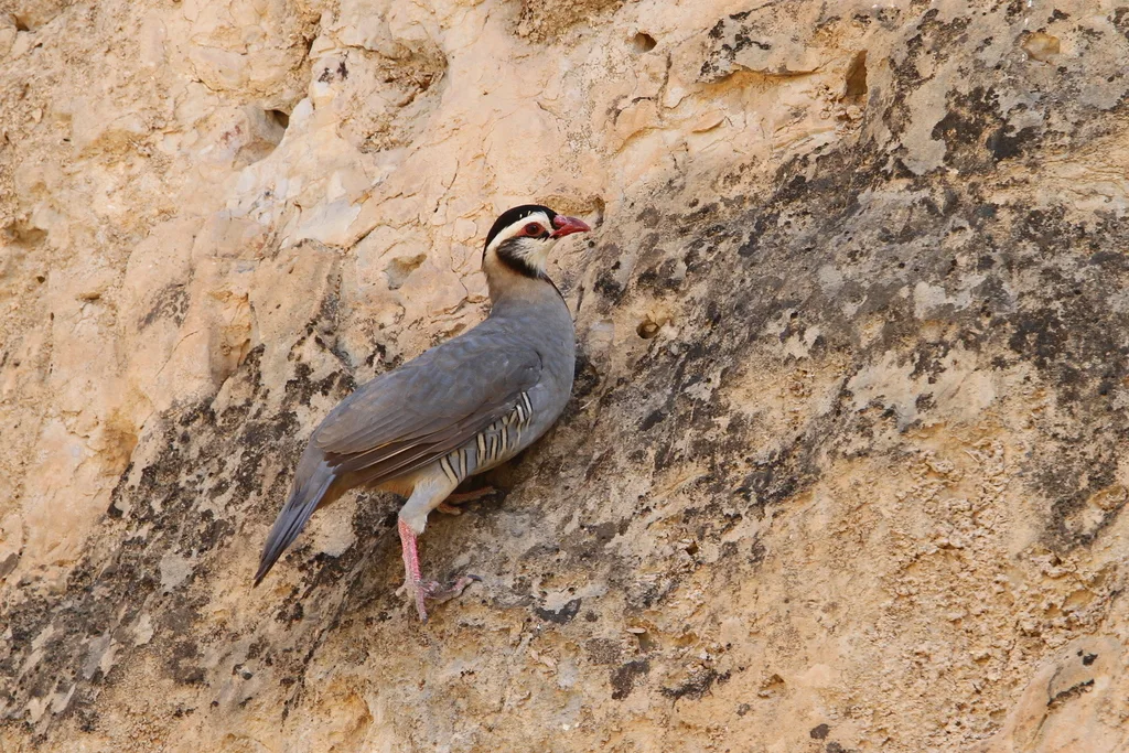 阿拉伯石鸡(Alectoris melanocephala)