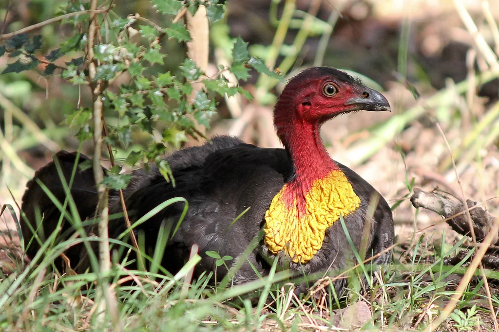 大塚雉(Alectura lathami)