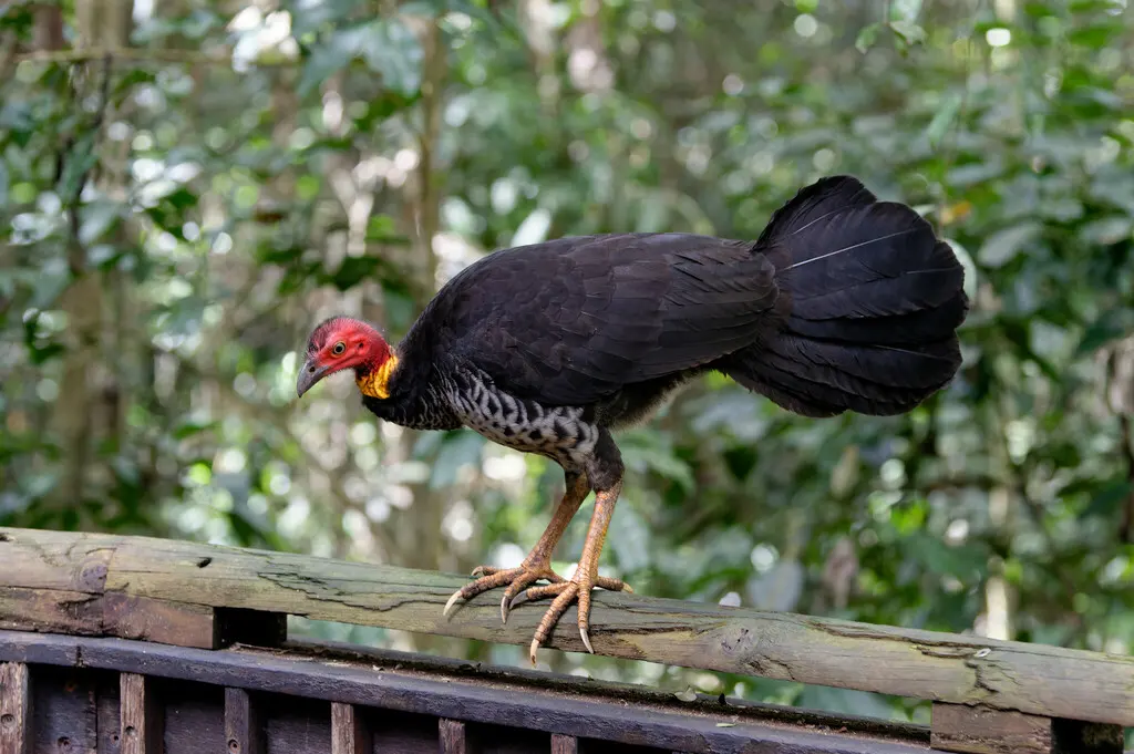 大塚雉(Alectura lathami)