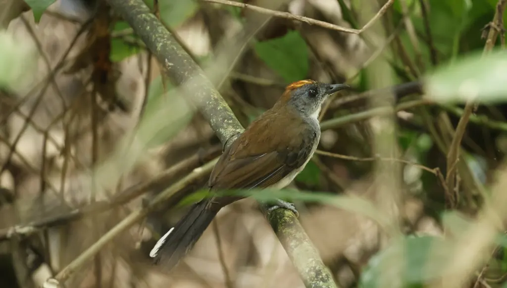 白尾鸲鸫(Alethe diademata)
