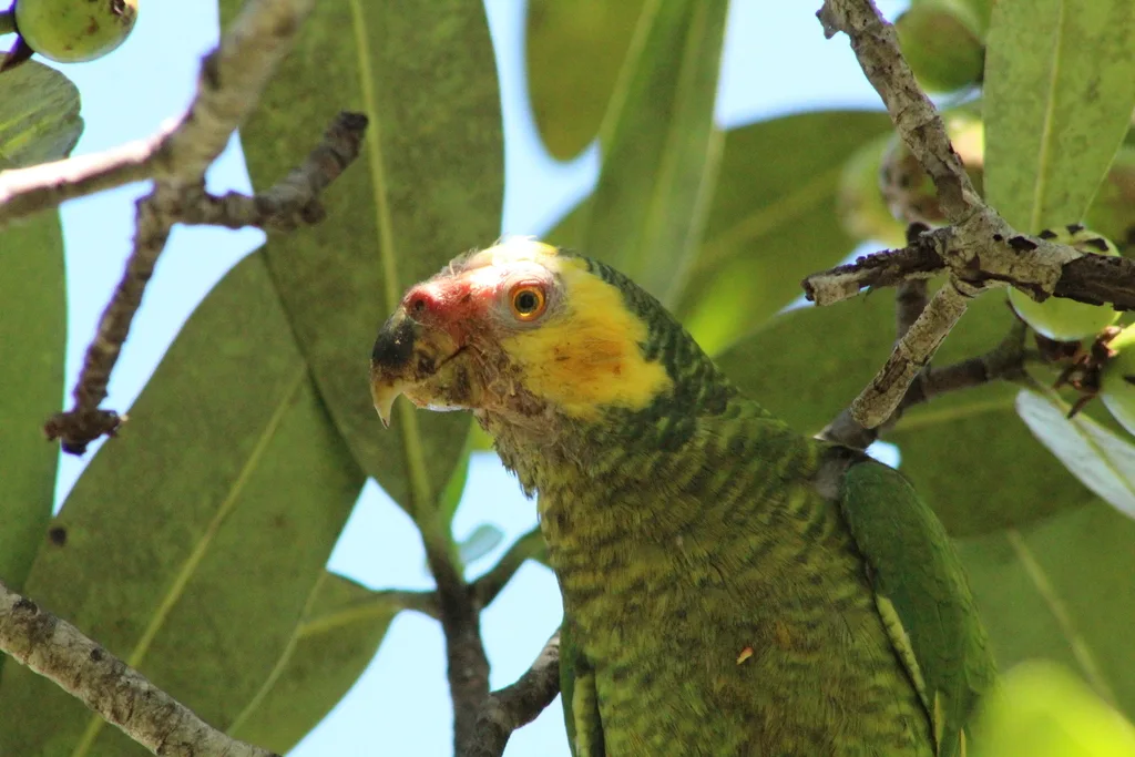 黄颊鹦哥(Alipiopsitta xanthops)