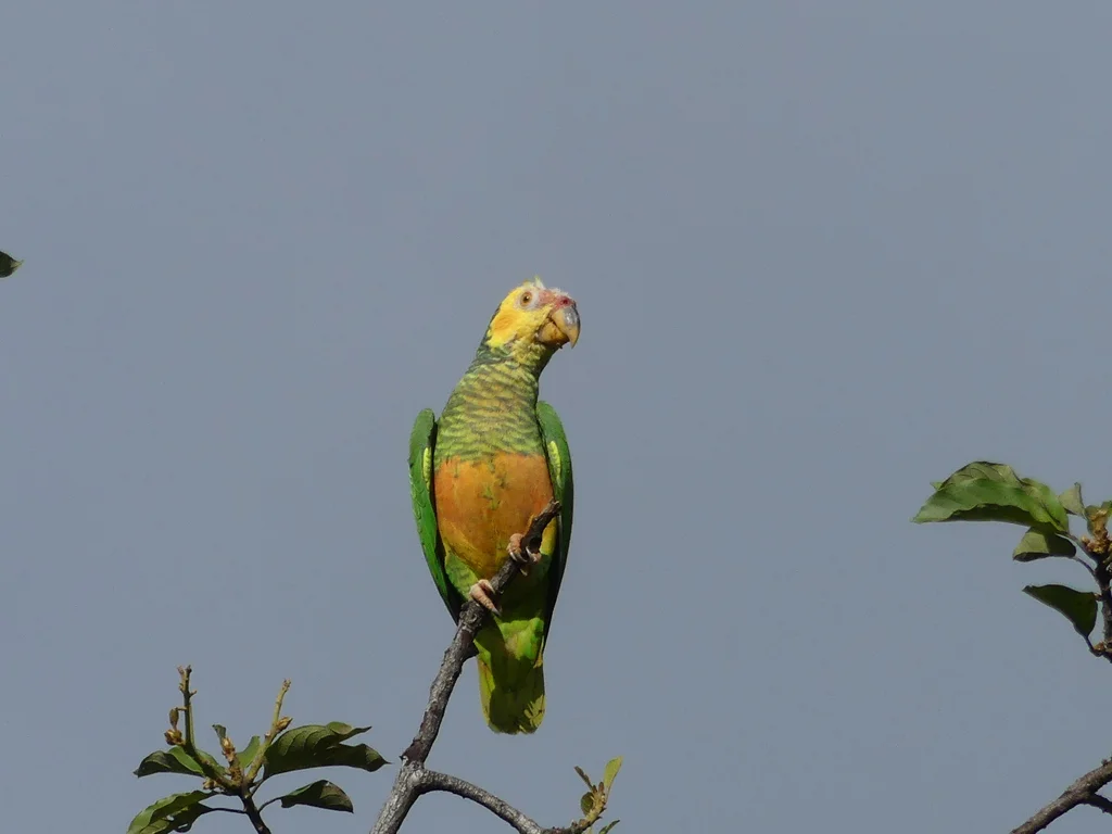 黄颊鹦哥(Alipiopsitta xanthops)