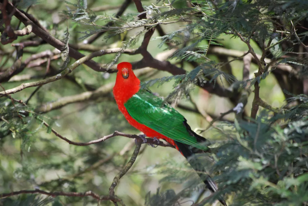 绿翅王鹦鹉(Alisterus chloropterus)