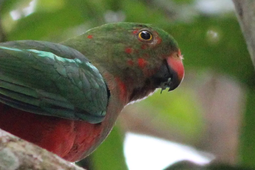 澳洲王鹦鹉(Alisterus scapularis)