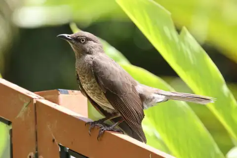 鳞胸嘲鸫