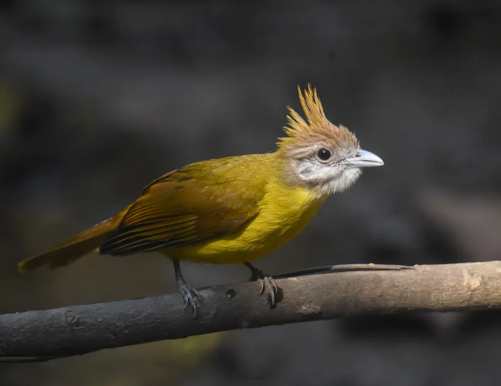 黄腹冠鹎(Alophoixus flaveolus)