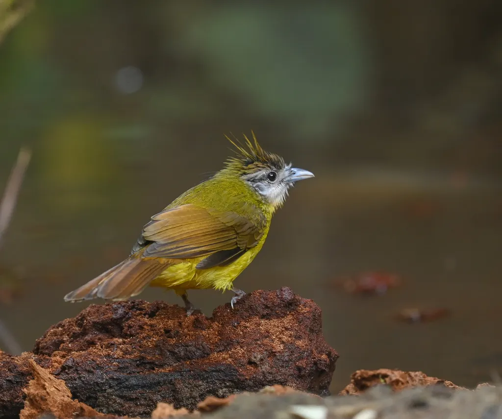 黄腹冠鹎(Alophoixus flaveolus)