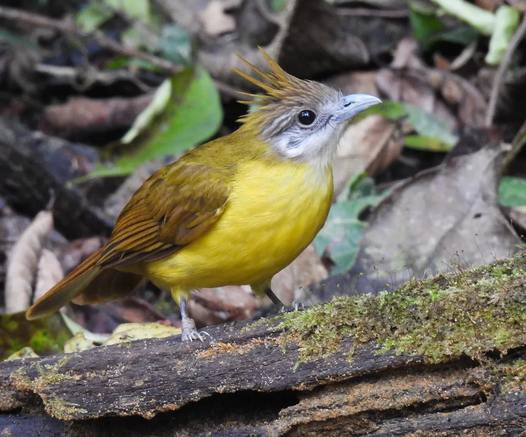 黄腹冠鹎(Alophoixus flaveolus)