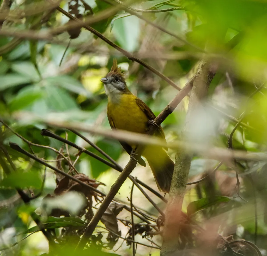 黄腹冠鹎(Alophoixus flaveolus)