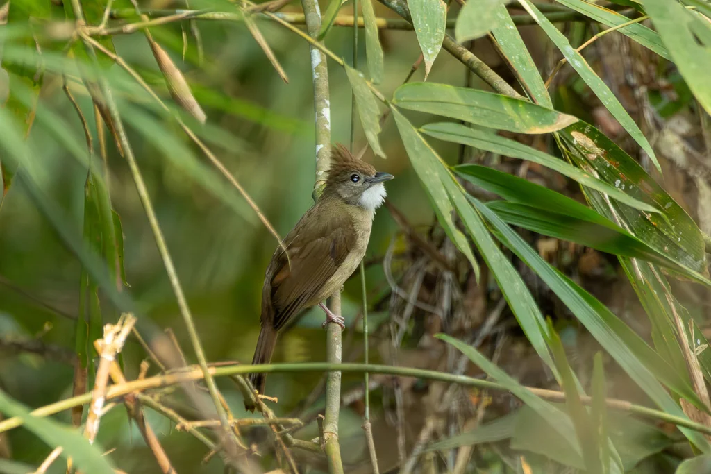 白喉褐冠鹎(Alophoixus ochraceus)