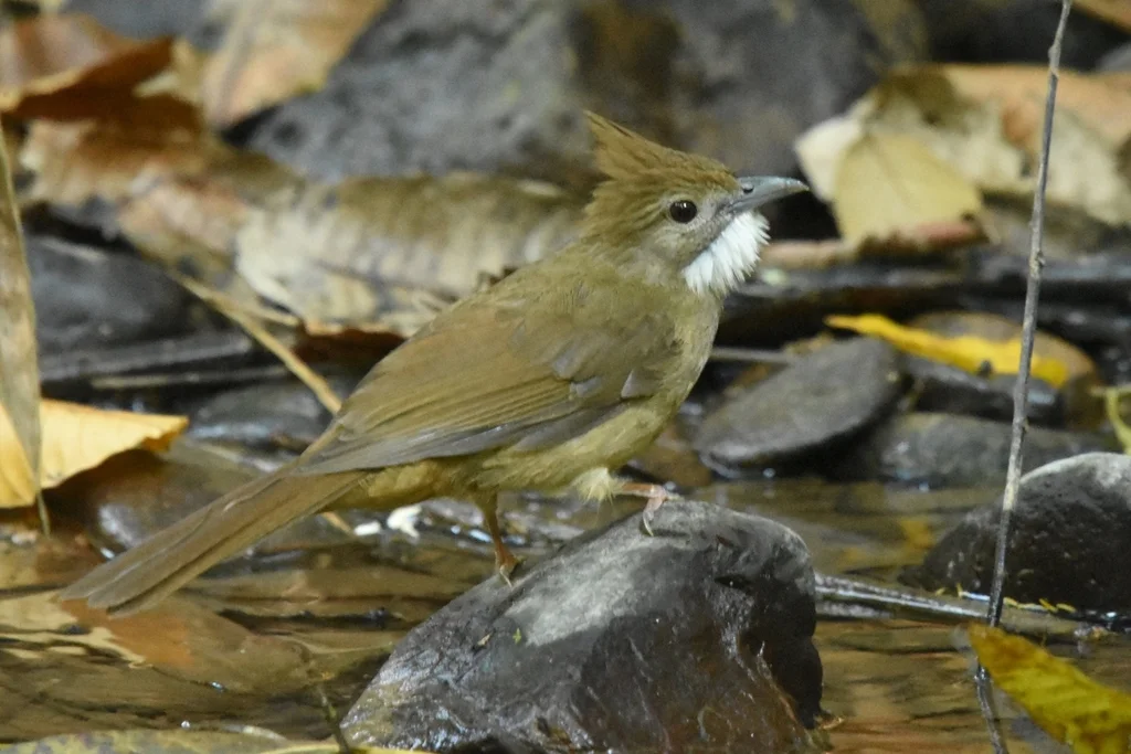 白喉褐冠鹎(Alophoixus ochraceus)