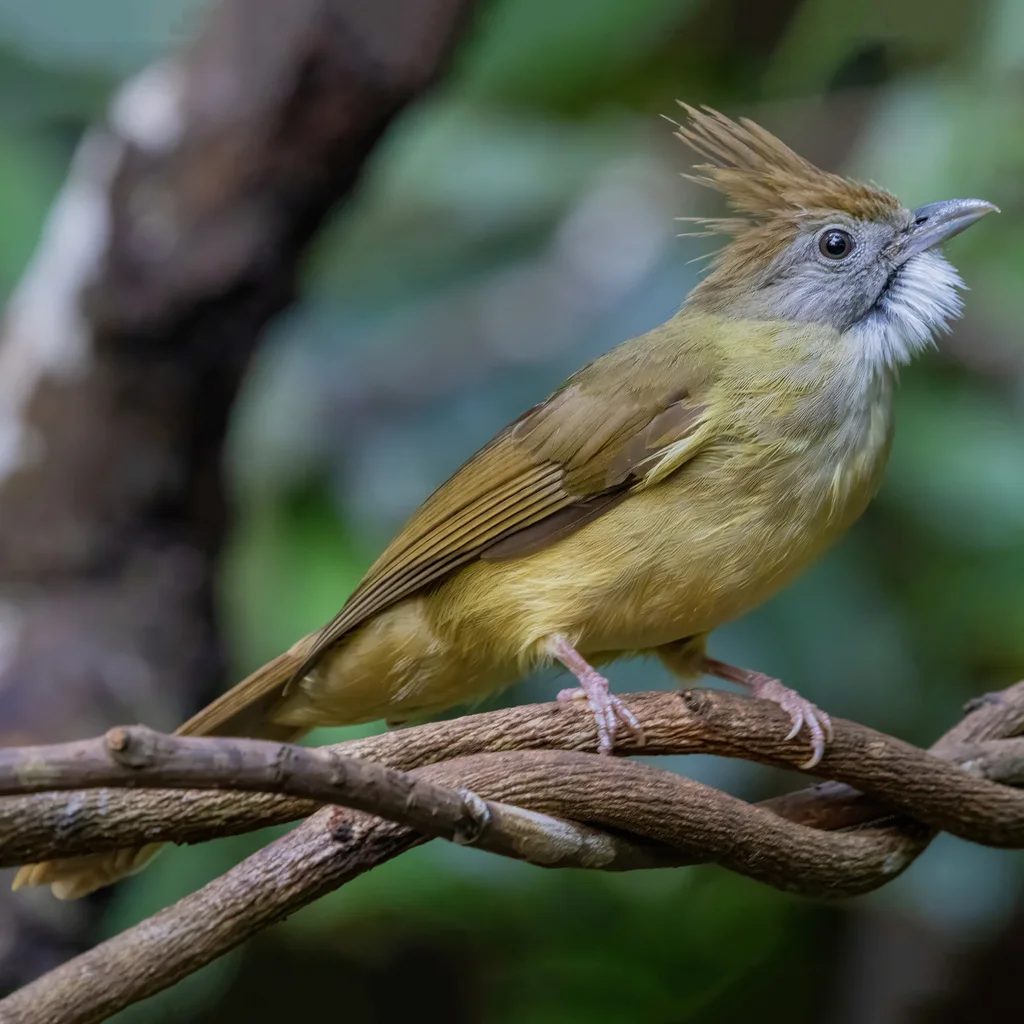 白喉冠鹎(Alophoixus pallidus)