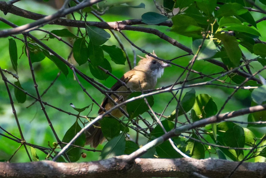 白喉冠鹎(Alophoixus pallidus)