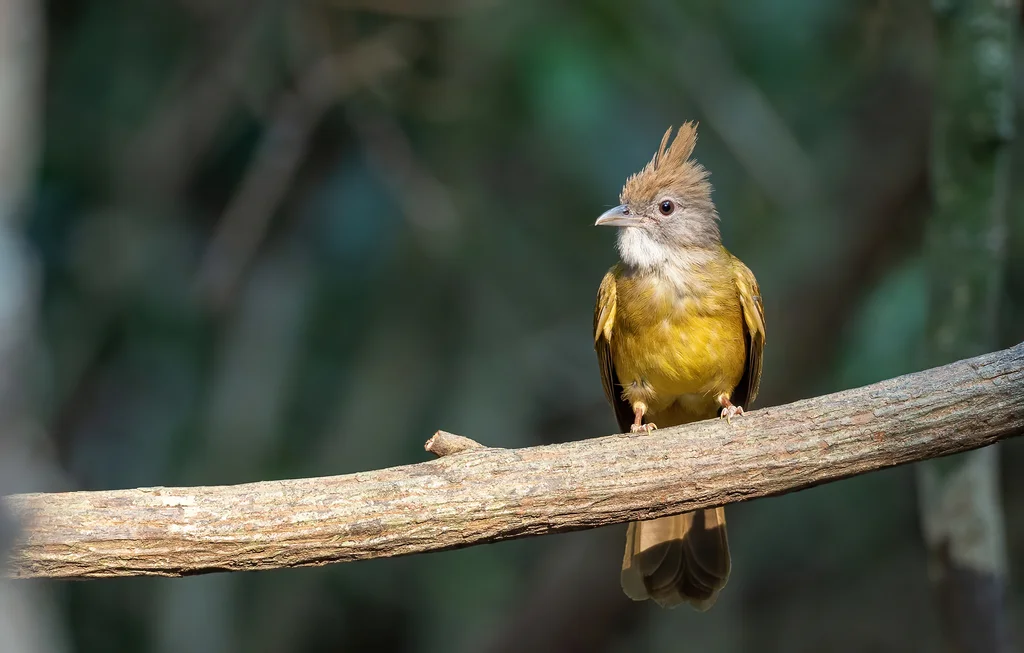 白喉冠鹎(Alophoixus pallidus)