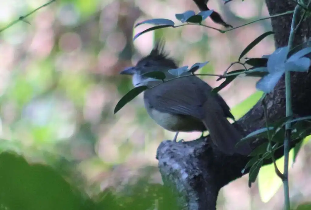 白喉冠鹎(Alophoixus pallidus)