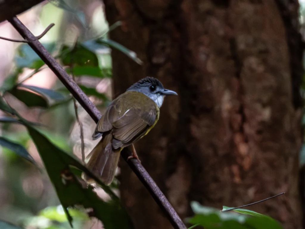 灰头冠鹎(Alophoixus phaeocephalus)