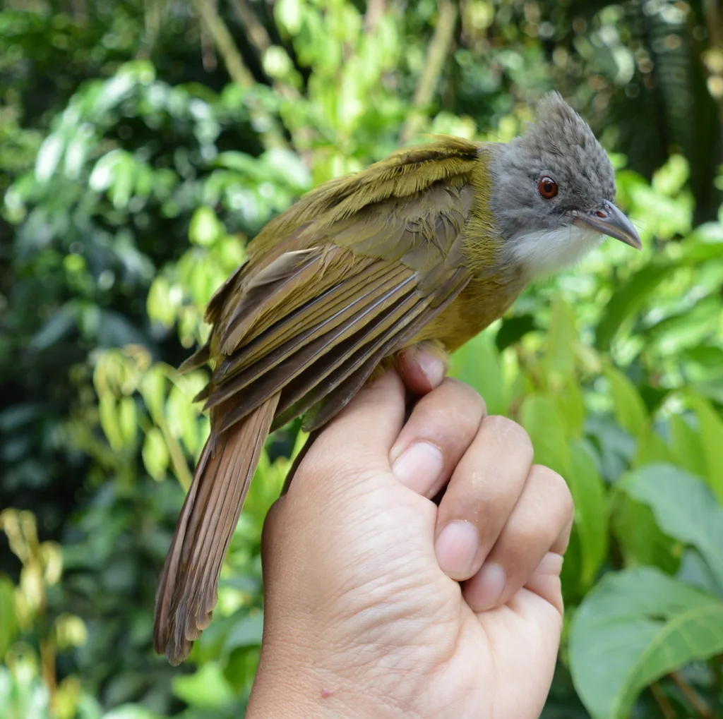 本南白喉褐冠鹎(Alophoixus ruficrissus)