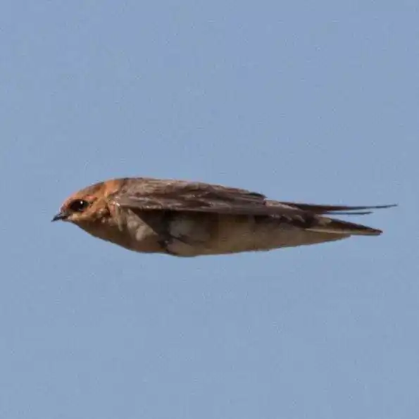 棕头燕（Alopochelidon fucata）