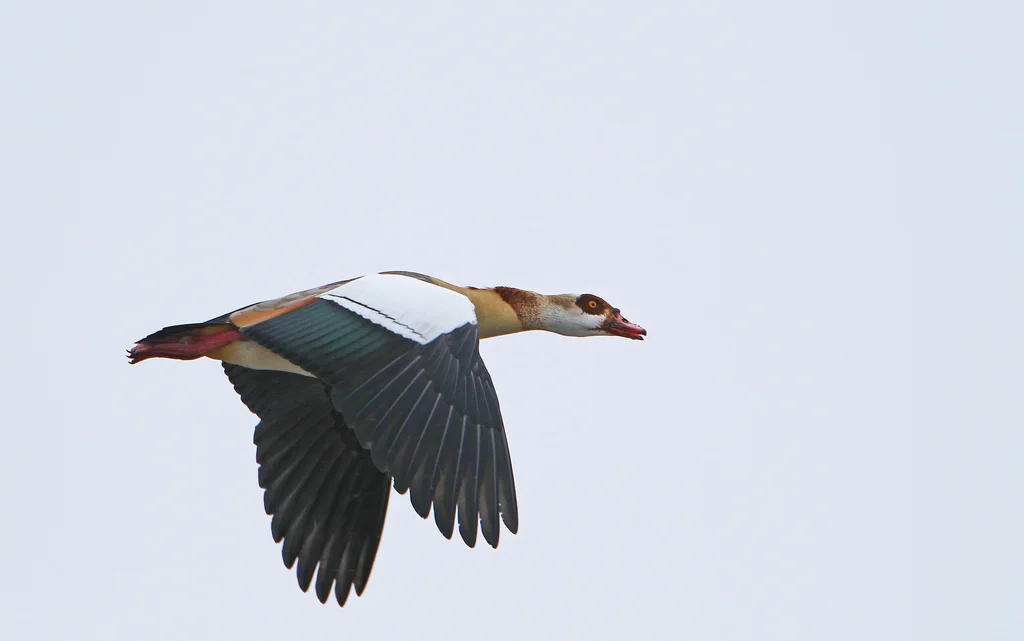 埃及雁(Alopochen aegyptiaca)