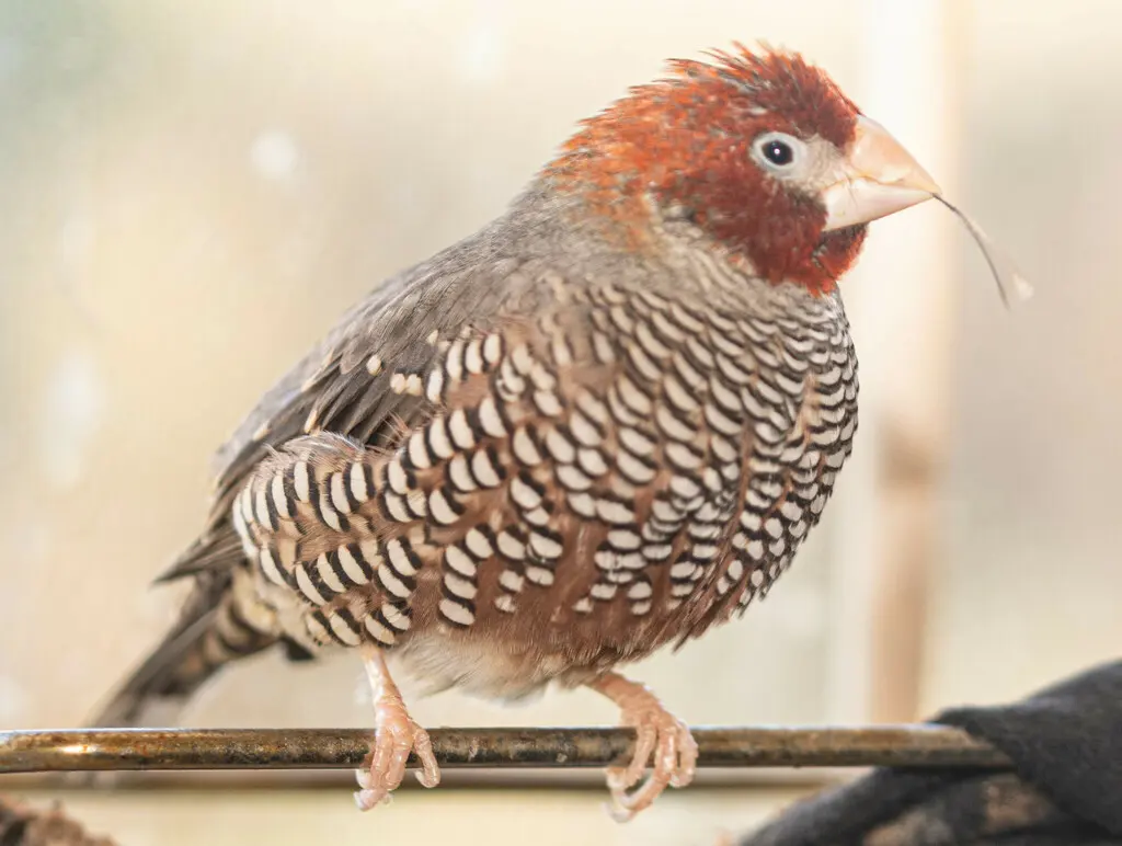 红头环喉雀(Amadina erythrocephala)
