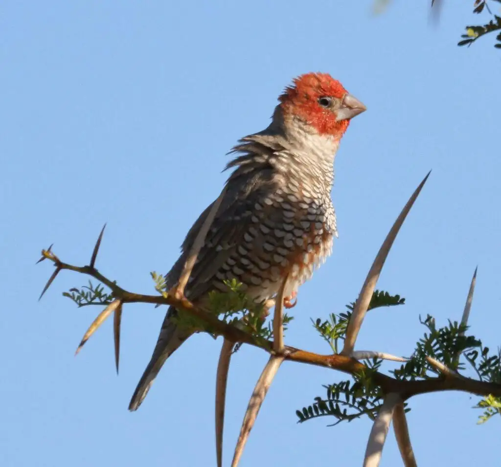 红头环喉雀(Amadina erythrocephala)