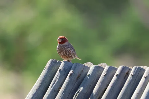 红头环喉雀