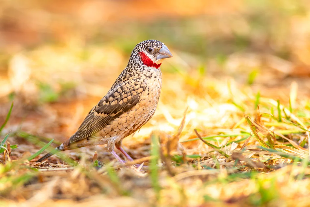环喉雀（Amadina fasciata）