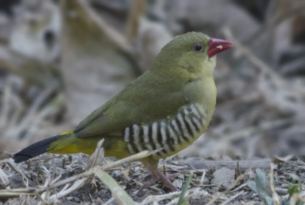 绿梅花雀(Amandava formosa)