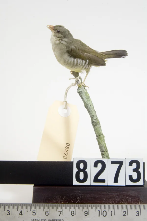 绿梅花雀(Amandava formosa)