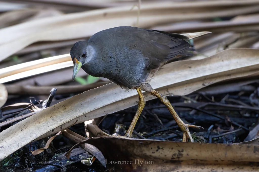 棕尾苦恶鸟(Amaurornis moluccana)