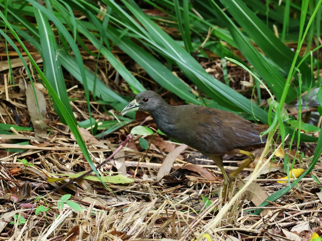 棕尾苦恶鸟(Amaurornis moluccana)