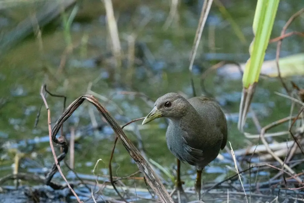 棕尾苦恶鸟(Amaurornis moluccana)
