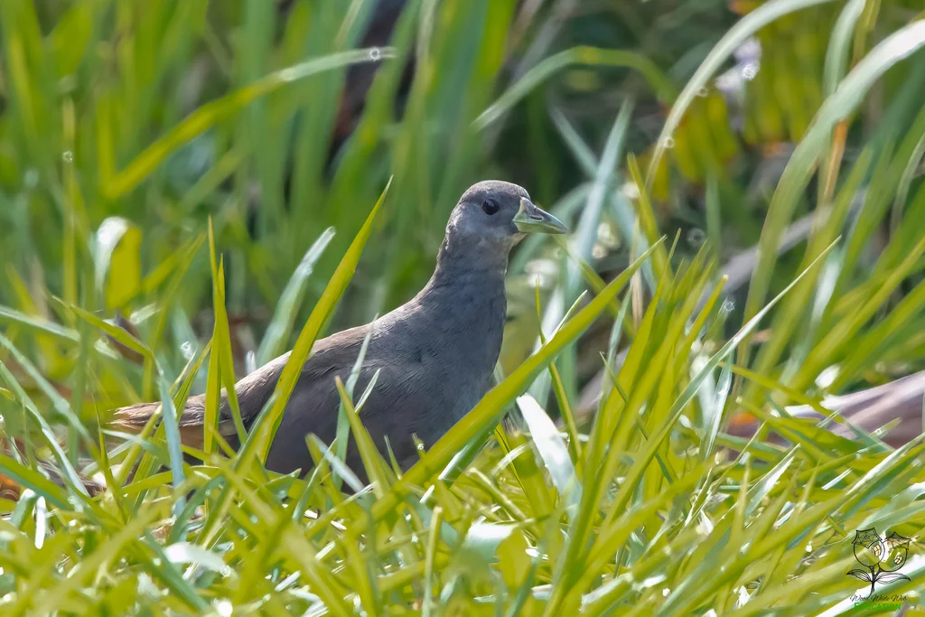 棕尾苦恶鸟(Amaurornis moluccana)