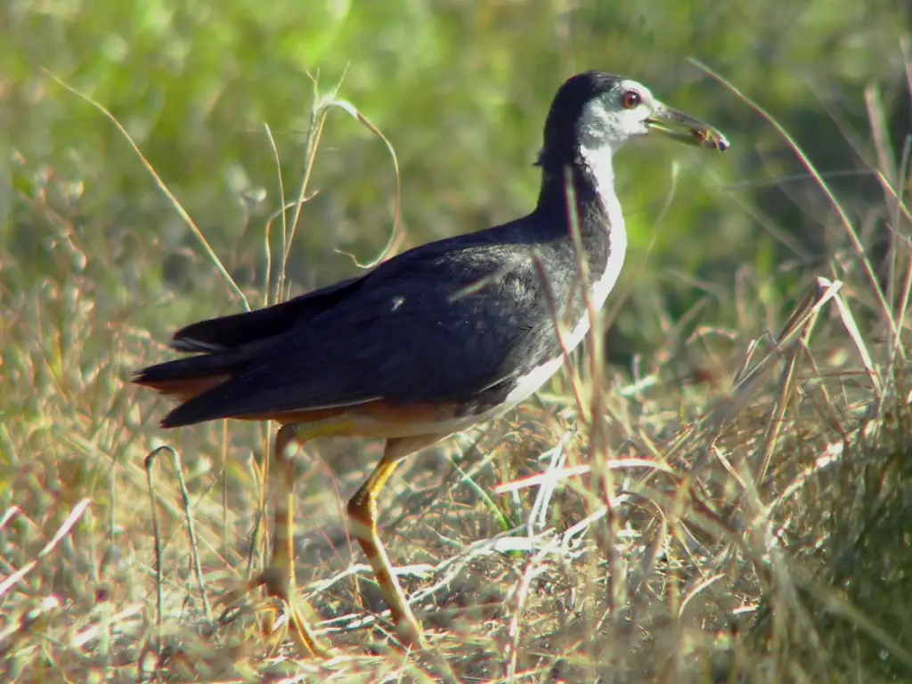 菲律宾苦恶鸟(Amaurornis olivacea)