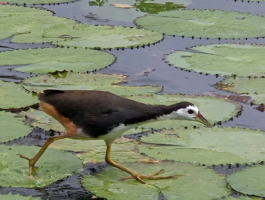 白胸苦恶鸟(Amaurornis phoenicurus)