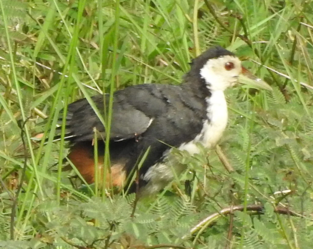 白胸苦恶鸟(Amaurornis phoenicurus)