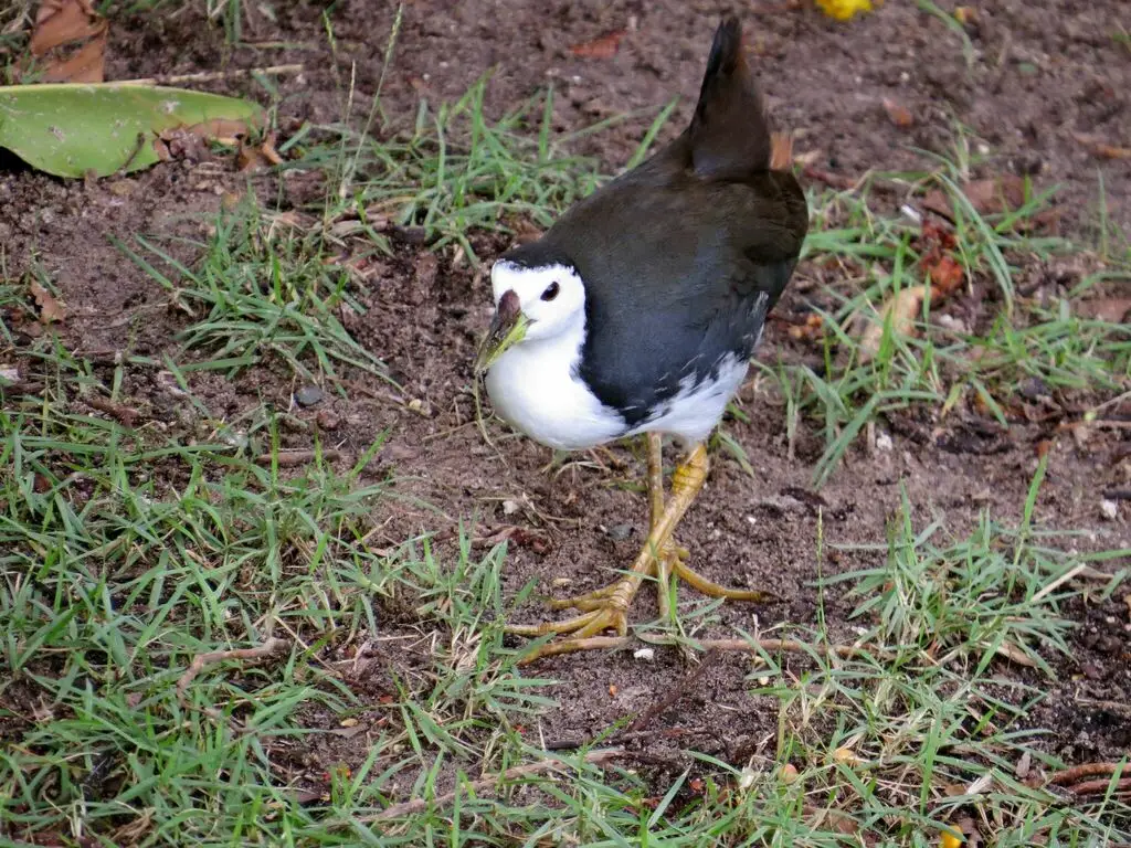 白胸苦恶鸟(Amaurornis phoenicurus)