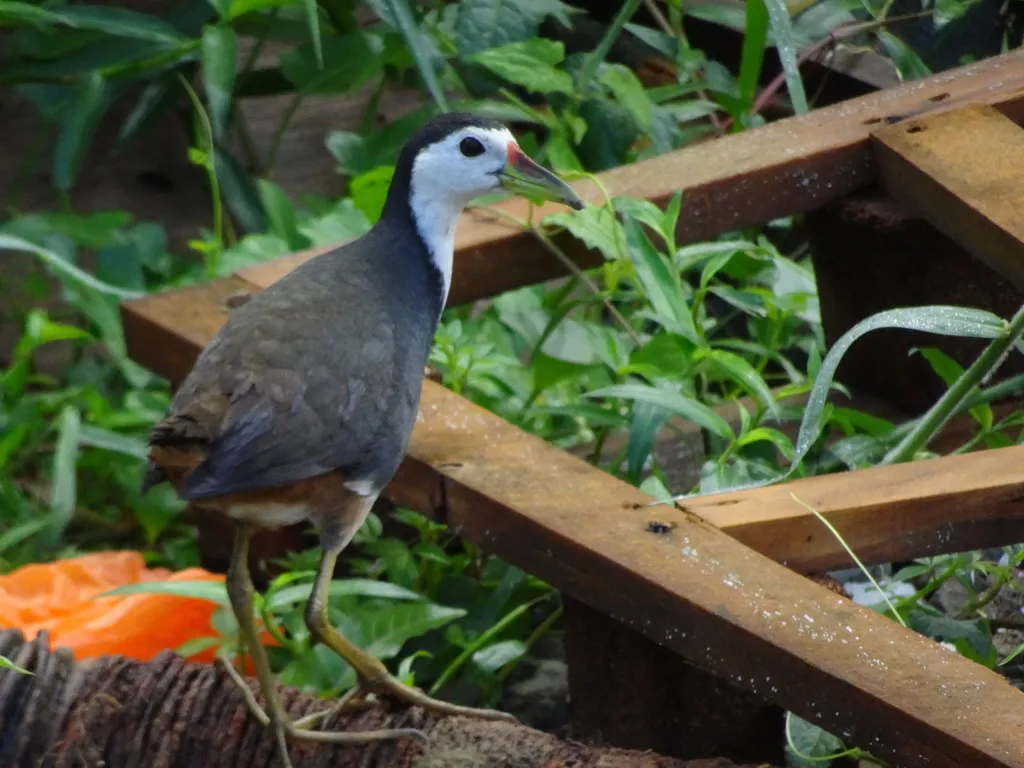 白胸苦恶鸟(Amaurornis phoenicurus)