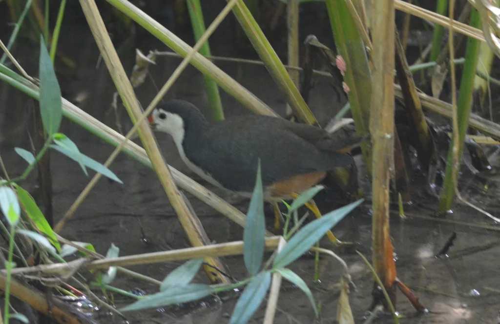 白胸苦恶鸟(Amaurornis phoenicurus)